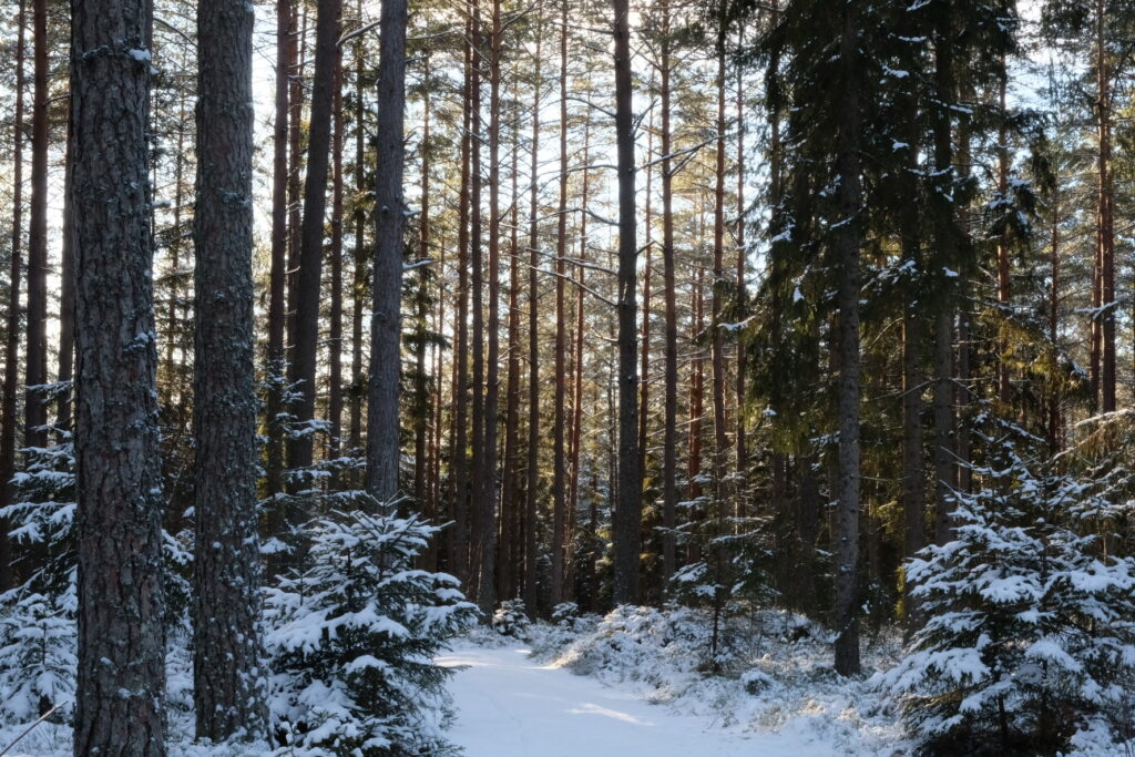 vinter-skog-tall-slutavverkning