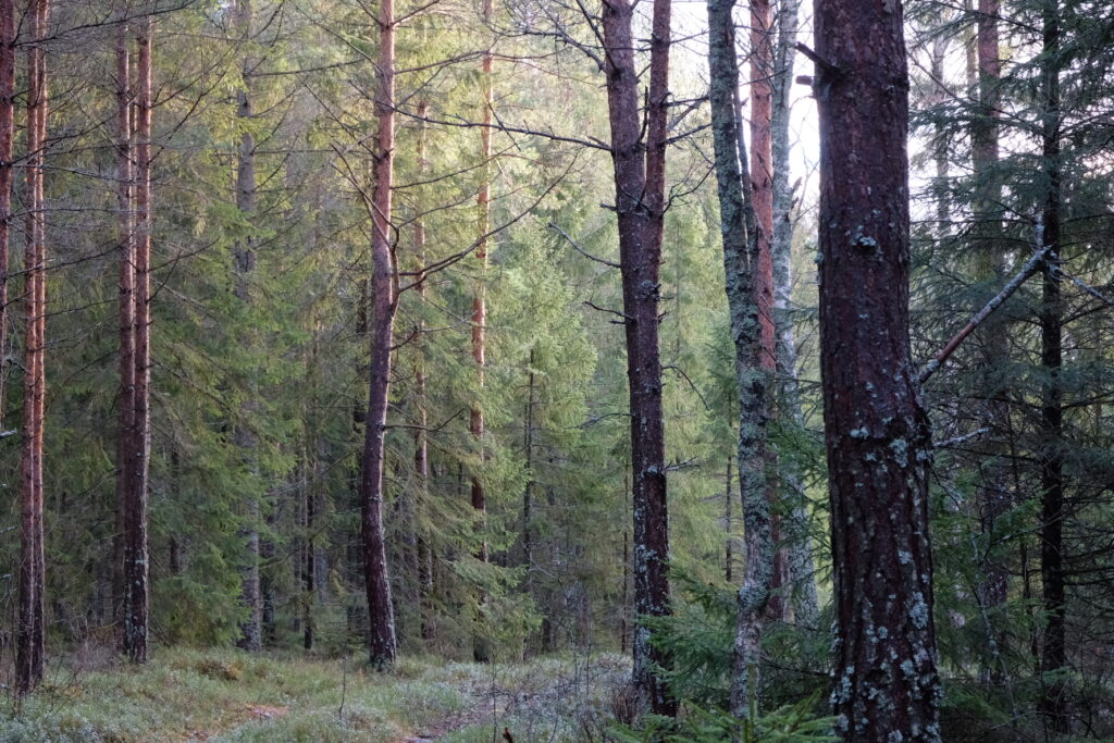 livskraftig bestånd-skog-vitt ljus